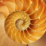 proporcion aurea naturaleza