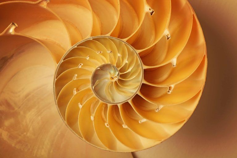 proporcion aurea naturaleza